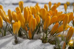 Blumenzwiebeln berwintern Krokus