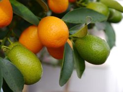 Kumquat gesund Pflanze