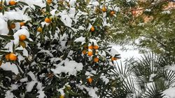 Zitruspflanzen überwintern Kumquat im Schnee Lubera