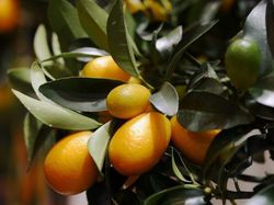 Kumquat berwintern - Tipps