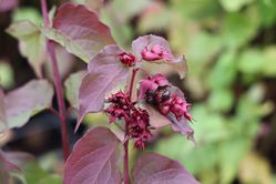 Schöne Leycesterie Purple Rain. Leycesteria formosa