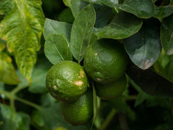 Limettenbaum kaufen Lubera