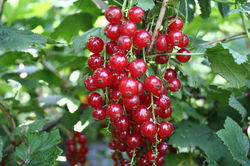 Johannisbeeren kaufen Lubera Online Shop