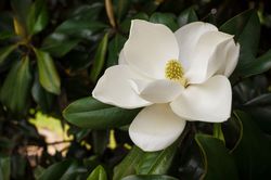 Weissbluhende Magnolia kaufen