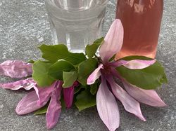 Magnolienblten Sirup, Rezept, Pascale Treichler, Magnolia, Lubera
