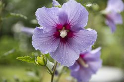 Malven und Stockrosen pflanzen Malve Stockrose pixabay