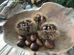 Chestnut trees from Lubera