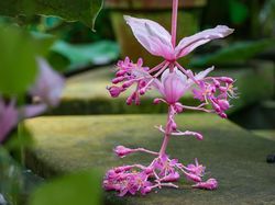 Medinilla PflegeTipps