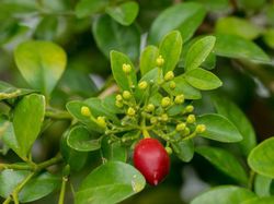 Orangenraute Murraya paniculata