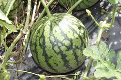 Rote Wassermelone Beni Kodima, Melonen pflanzen