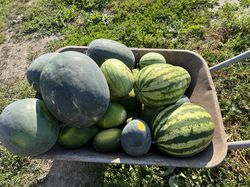 Melonen ernten