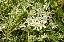 Milchstern (Ornithogalum) - Pflege, Winterhart/ berwintern