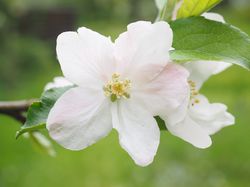 Zwergobstbume Miniobstbume im Lubera Gartenshop