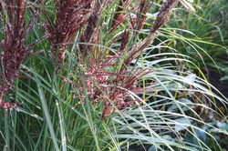 winterharte Gräser Miscanthus sinensis Dread Locks Lubera