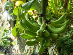 Bananenarten Pflege Lubera