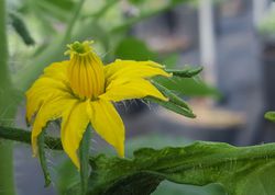 Einhusige Pflanzen und zweihusige Pflanzen, Tomatenblte, Solanum lycopersicum, Lubera