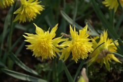 Besondere Narzissen Rip van Winkle Blumenzwiebeln Lubera