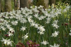 Blumenzwiebeln fr Schatten kaufen Lubera