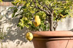 Zitronenbaum kaufen: Bei Lubera können Sie den Zitronenbaum bestellen