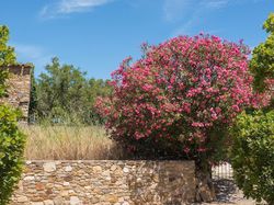 Ist Oleander winterhart?