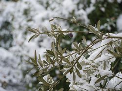 Olivenbaum Frost: Welche Minusgrade hlt eine Olive aus?