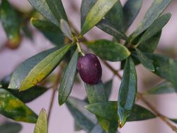 Olivenbaum verliert Bltter