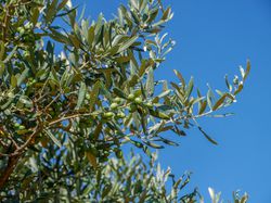 Oliven ernten Lubera
