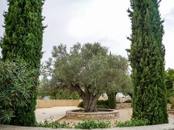 Mediterrane Pflanzen für den Garten Lubera