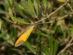Olivenbaum gelbe Bltter Lubera