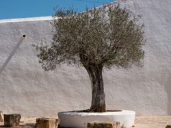 Olivenbam winterhart: Sind Olivenbäume winterhart?