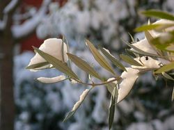 Frost im Garten: Warum sind Schnee und niedrige Temperaturen so wichtig für  Pflanzen?