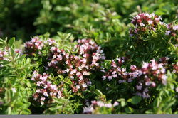 Oregano Pflanzen Lubera