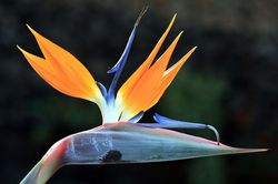 Papageienblume, Strelitzie