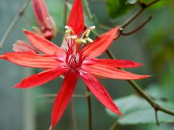 Passiflora vitifolia Lubera