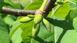 Pawpaw Fruchtanstze, Indianerbanane, Asimina triloba