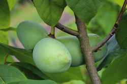 Pawpaw schneiden, Frchte einer Indianerbanane, Lubera