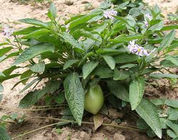 Pepino pflanze kaufen Melonenbirne Pflanze