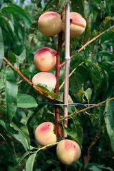 Pfirsichbäume