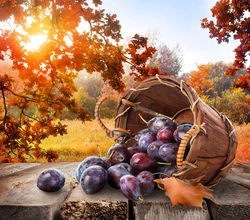 Plums on table, pflaumenbaum pflanzen