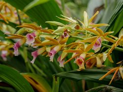 Exotische Pflanzen im Mittelmeerraum Lubera