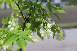 Pimpernuss Klappernuss Staphylea colchica Lubera