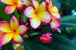 Plumeria Frangipani Tempelbaum, frangipani pflegen