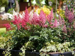 Prachtspiere Astilbe