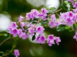 Minzestrauch Prostanthera rotundifolia Lubera