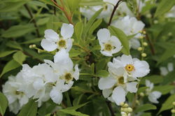 Weisse Blumen an den berhngenden Trieben, prunkspiere