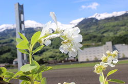 Exochorda macrantha The Bride, Prunkspiere kaufen