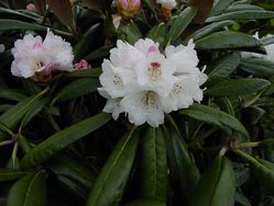 rhododendron wildarten