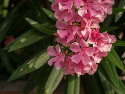 Oleander kaufen Lubera Shop