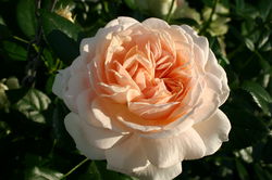Beetrosen kaufen Rose Garden of Roses Lubera Pflanzenshop