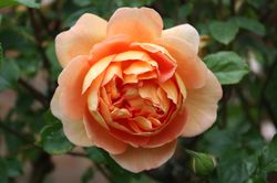 Roses anglaises rosier buisson Pat Austin Lubera